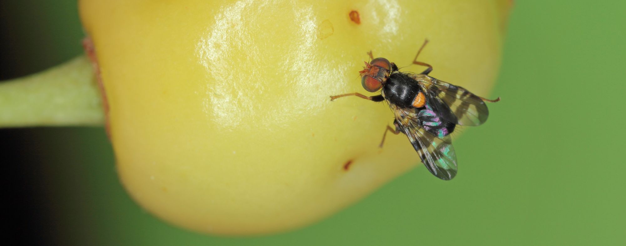 Mosca-da-cereja